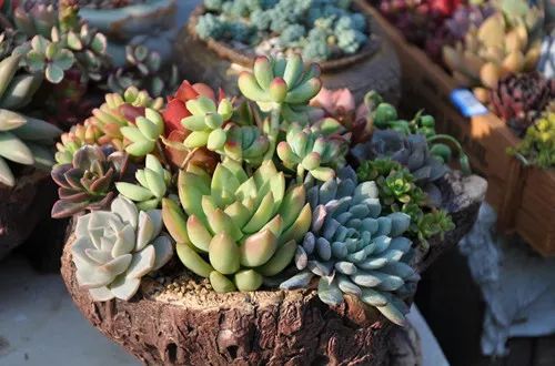 多肉花怎樣養殖_養殖多肉花盆必須有孔嗎_養花多肉植物怎樣養