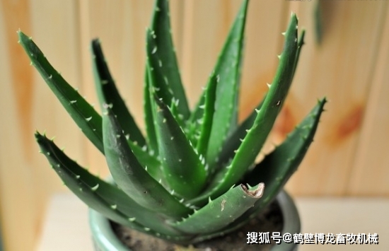 衛生養間綠植可以放陽臺嗎_衛生間養綠植影響風水_衛生間可以養什么綠植