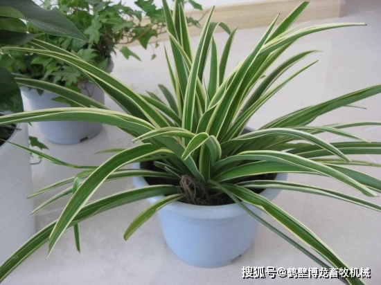 衛生間養綠植影響風水_衛生養間綠植可以放陽臺嗎_衛生間可以養什么綠植