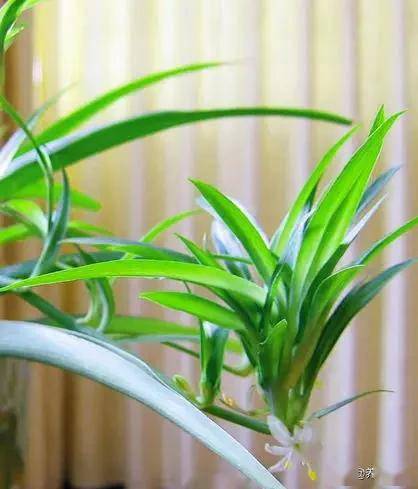 15種最好養的家居植物