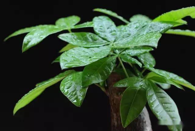 適合臥室的綠植_臥室適合綠植嗎_臥室綠植適合養什么花