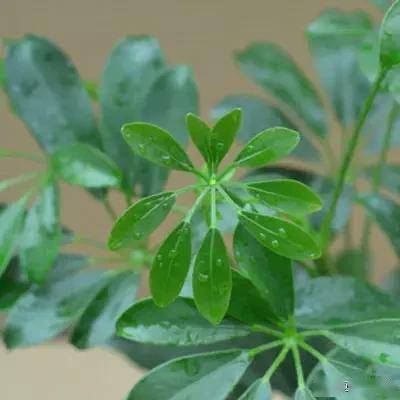 適合臥室的綠植_臥室適合綠植嗎_臥室綠植適合養什么花