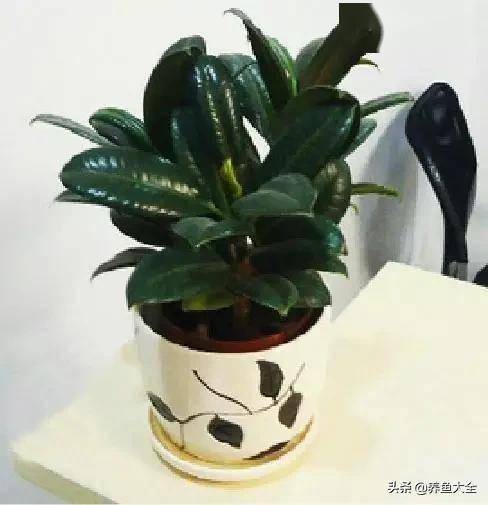 臥室綠植適合養什么花_適合臥室的綠植_臥室適合綠植嗎