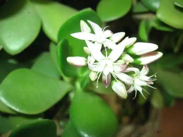 適合臥室的綠植_臥室綠植適合養什么花_臥室適合綠植嗎