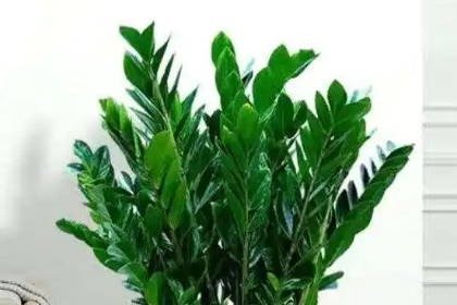 客廳養什么綠植最旺家旺財_客廳旺財植物_客廳旺位可以放什么植物