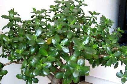 客廳養什么綠植最旺家旺財_客廳旺財植物_客廳旺位可以放什么植物