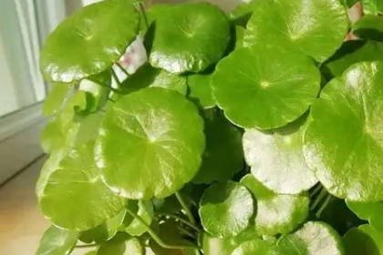 客廳養什么綠植最旺家旺財_客廳旺位可以放什么植物_客廳旺財植物