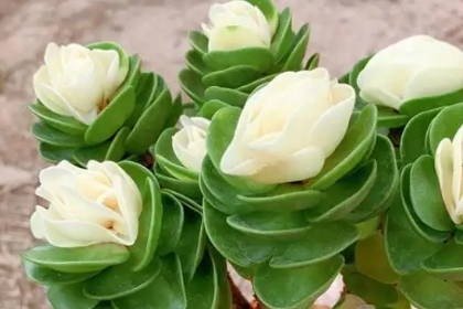 客廳旺財植物_客廳養什么綠植最旺家旺財_客廳旺位可以放什么植物