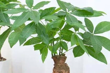 客廳養什么綠植最旺家旺財_客廳旺位可以放什么植物_客廳旺財植物