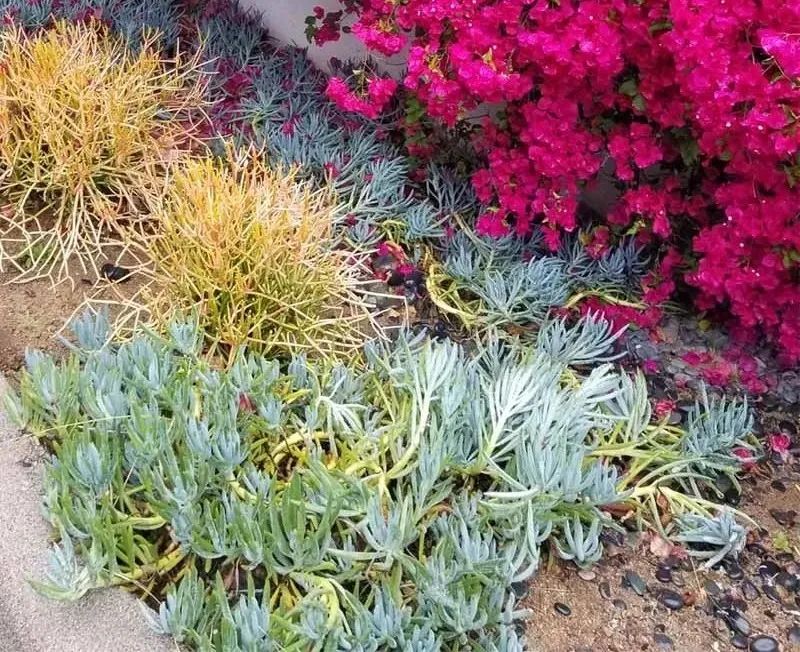 多個(gè)多肉植物_植物多肉怎么養(yǎng)殖方法_植物多肉作文300字優(yōu)秀