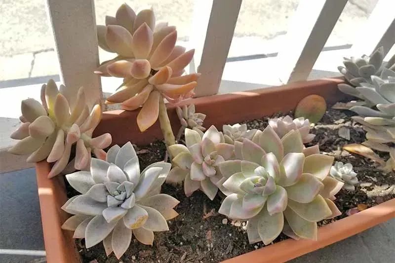 植物多肉作文300字優(yōu)秀_植物多肉怎么養(yǎng)殖方法_多個(gè)多肉植物