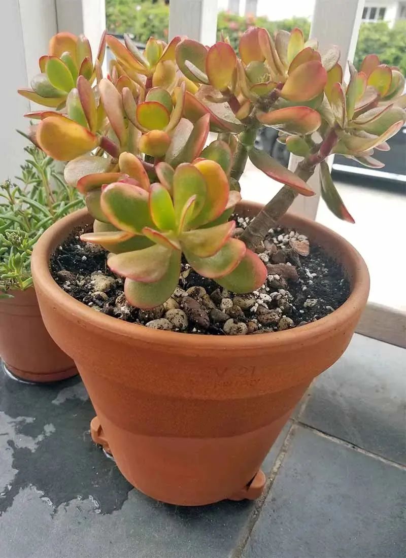 植物多肉作文300字優(yōu)秀_多個(gè)多肉植物_植物多肉怎么養(yǎng)殖方法