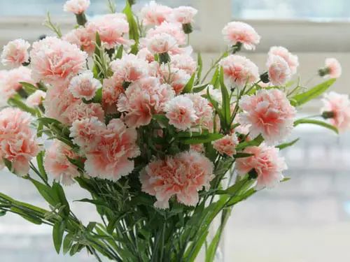 生日送花好嗎_生日送花好還是蛋糕_生日送花好么