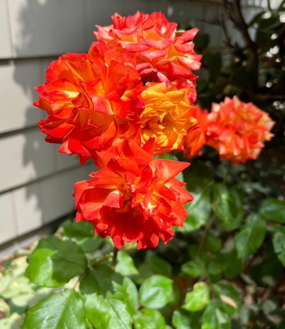 天氣冷，6種“漂亮花”，要放在室內養，安全過冬，葉綠花多