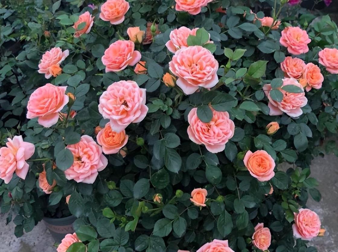 冬季養(yǎng)花品種_冬季養(yǎng)花的注意事項(xiàng)_冬季養(yǎng)什么花