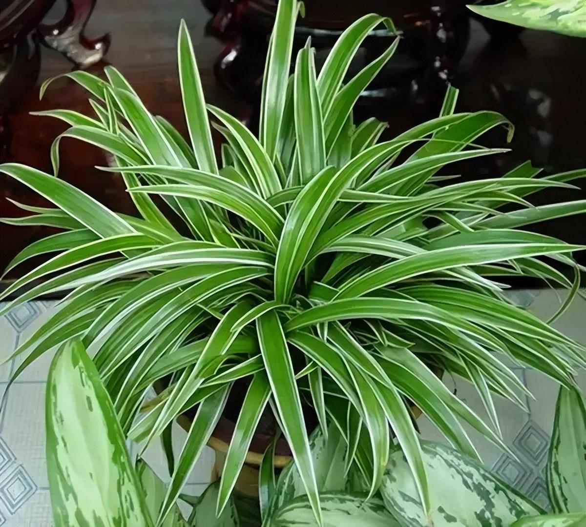 冬季養(yǎng)花的注意事項(xiàng)_冬季養(yǎng)花品種_冬季養(yǎng)什么花