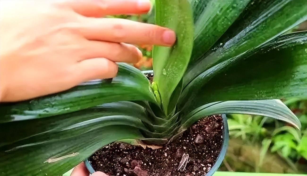 冬季養(yǎng)花的注意事項(xiàng)_冬季養(yǎng)花品種_冬季養(yǎng)什么花