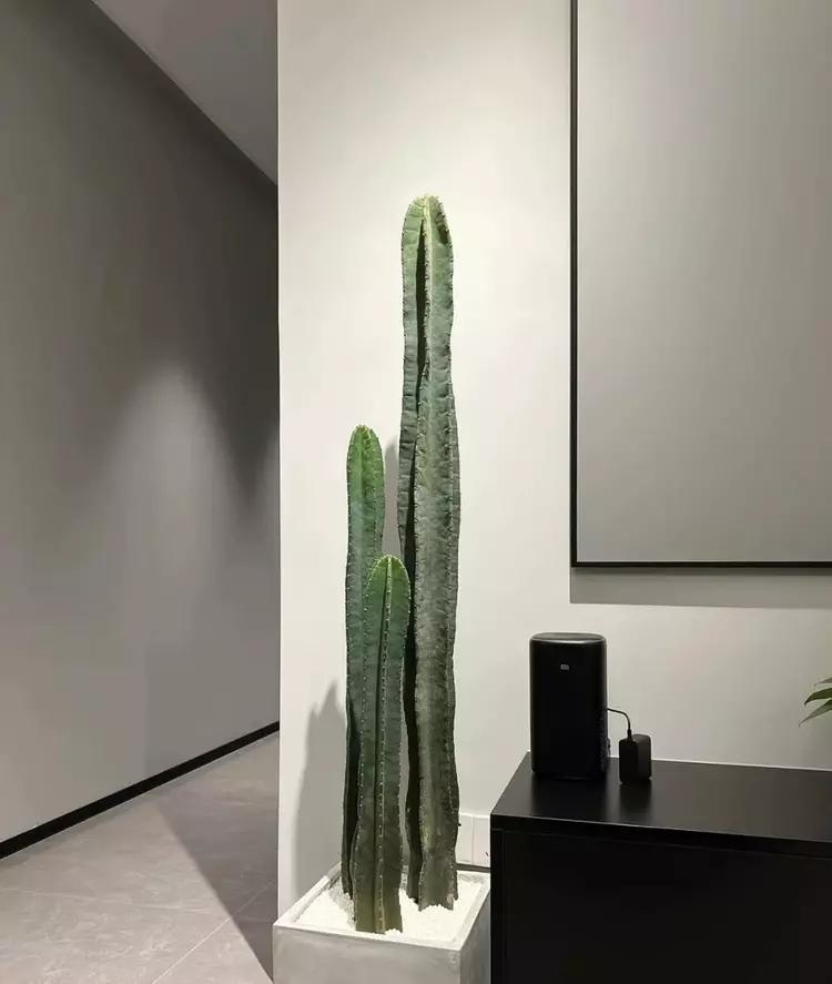 綠植種植_種植綠植的勞動(dòng)心得_種植綠植的好處