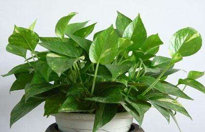 室內(nèi)綠植凈化空氣_綠植可以凈化室內(nèi)空氣嗎?_凈化室內(nèi)空氣綠植可以曬太陽嗎