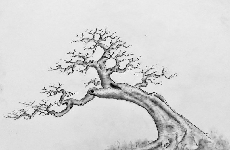 北方庭院耐寒觀賞花樹_北方庭院耐寒盆景_適合北方庭院的耐寒綠植