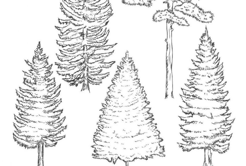 北方庭院耐寒盆景_適合北方庭院的耐寒綠植_北方庭院耐寒觀賞花樹