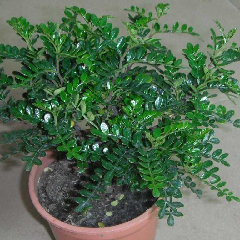 四季開花好養盆栽_四季常開好養的花_四季養的花