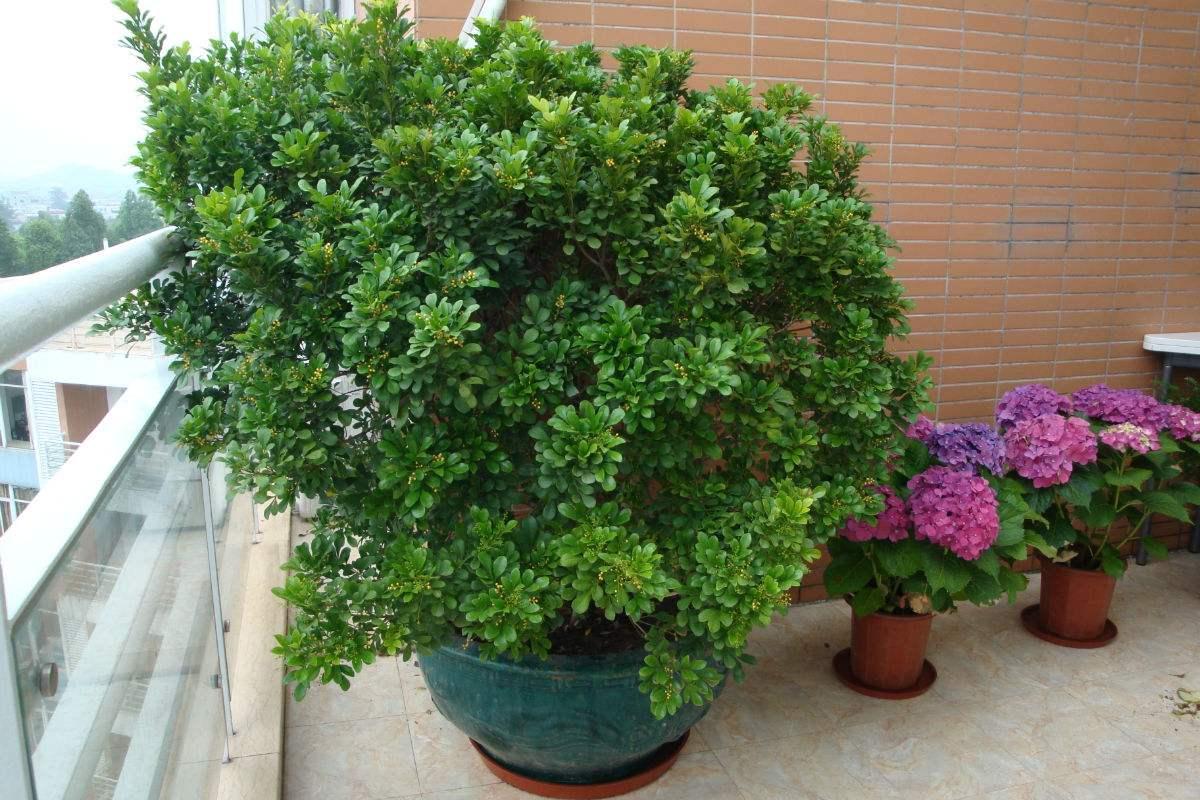 四季養的花_四季開花好養盆栽_四季常開好養的花