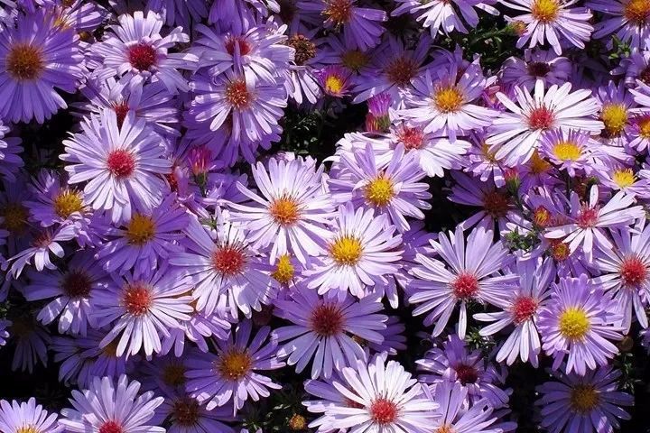 7種熱帶長常見的觀賞植物，在北方就只能養成盆栽了