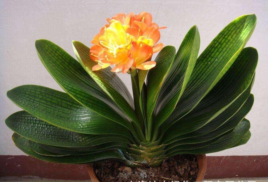 冬季室內環境密閉，這些綠植還你一個清新的環境！