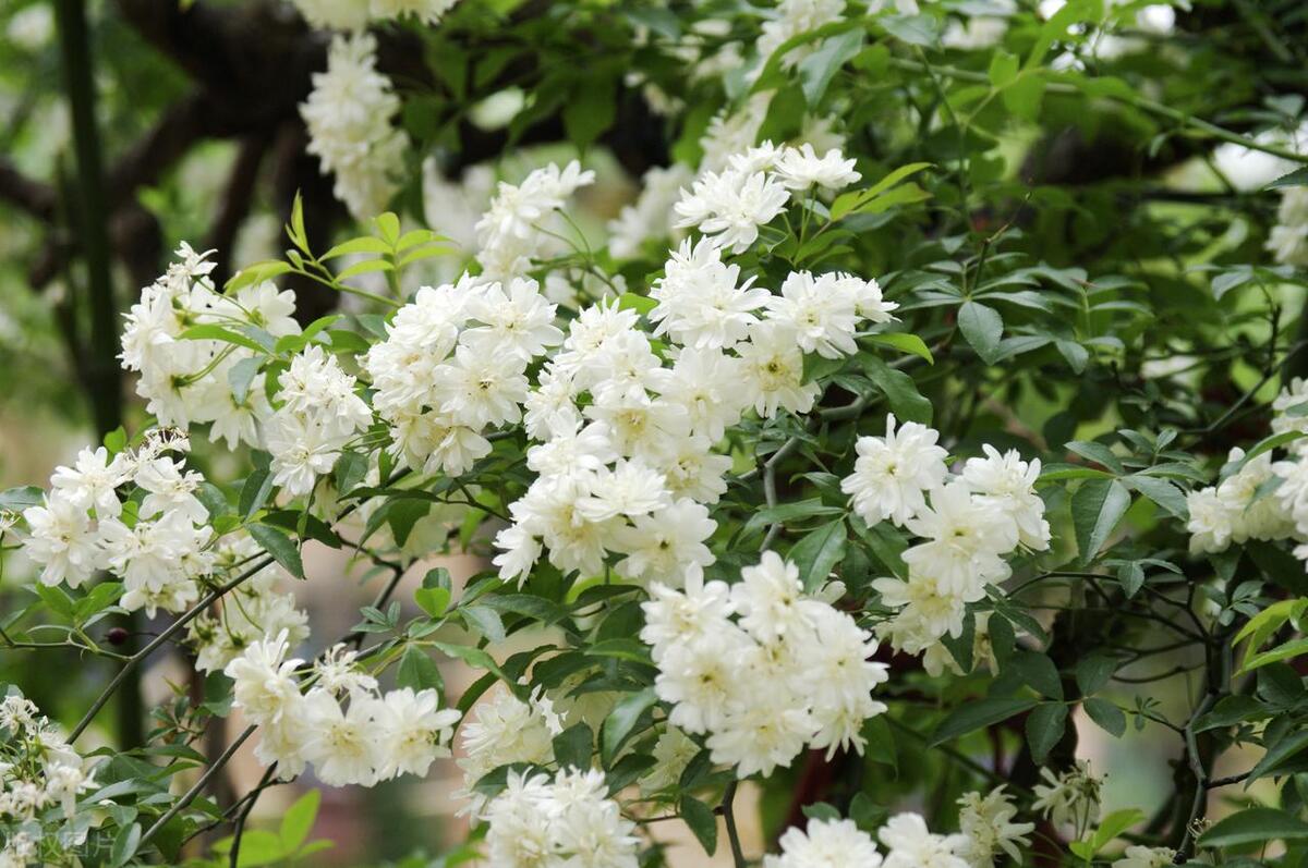 能過冬的室內耐寒綠植_耐寒的室外綠植_室內耐寒耐凍的綠植有哪些