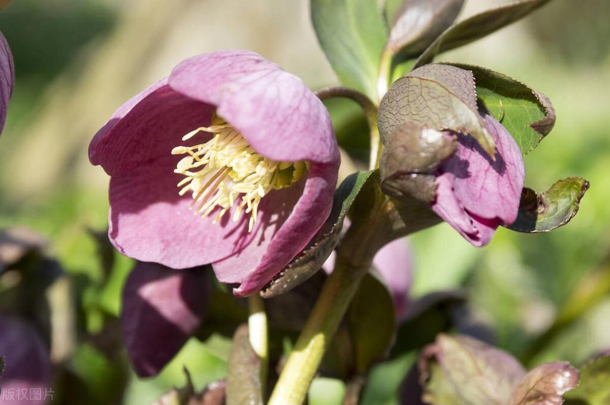 室內耐寒耐凍的綠植有哪些_能過冬的室內耐寒綠植_耐寒的室外綠植