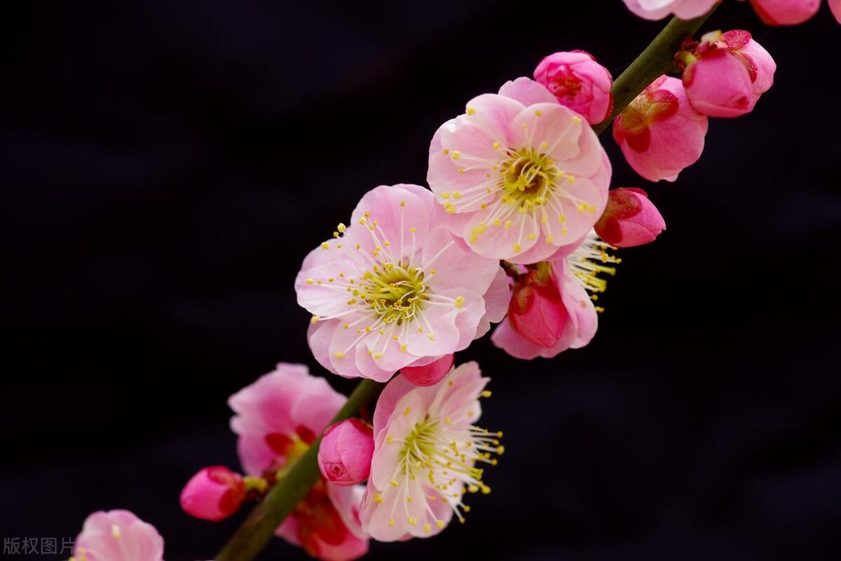 室內耐寒耐凍的綠植有哪些_能過冬的室內耐寒綠植_耐寒的室外綠植