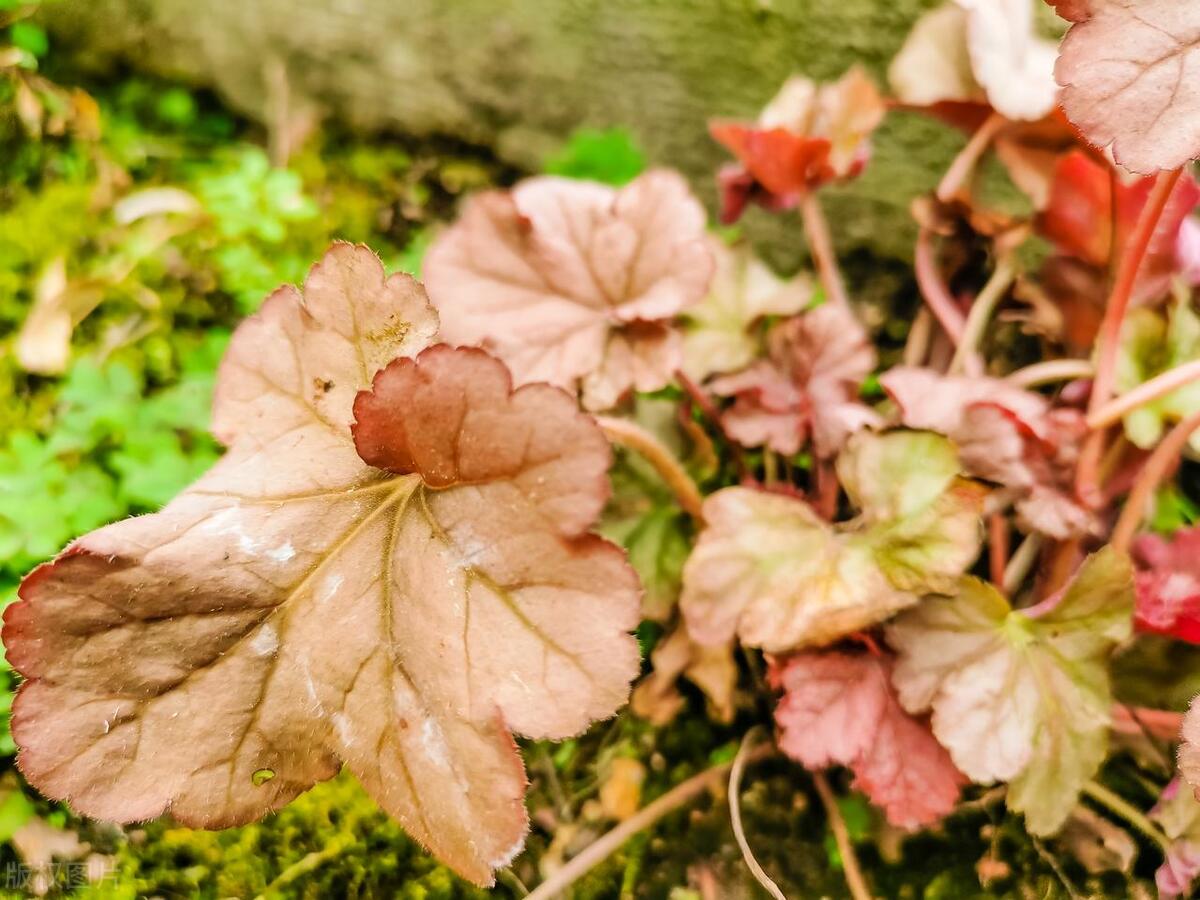 室內耐寒耐凍的綠植有哪些_能過冬的室內耐寒綠植_耐寒的室外綠植