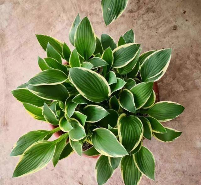 室外耐寒耐凍的綠植有哪些_耐寒綠植室外_室內(nèi)耐寒耐凍的綠植有哪些