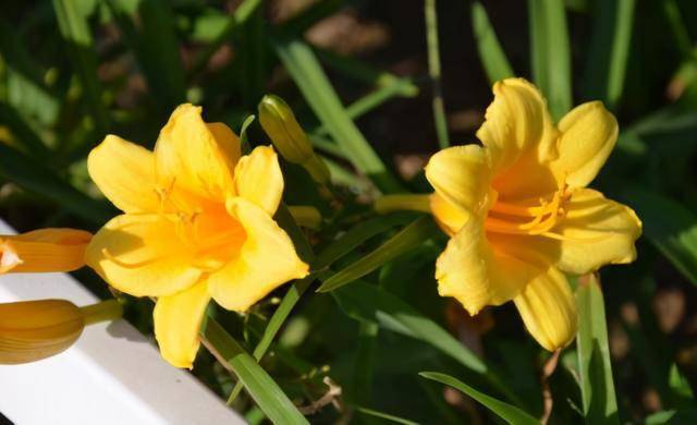 耐寒綠植室外_室內(nèi)耐寒耐凍的綠植有哪些_室外耐寒耐凍的綠植有哪些
