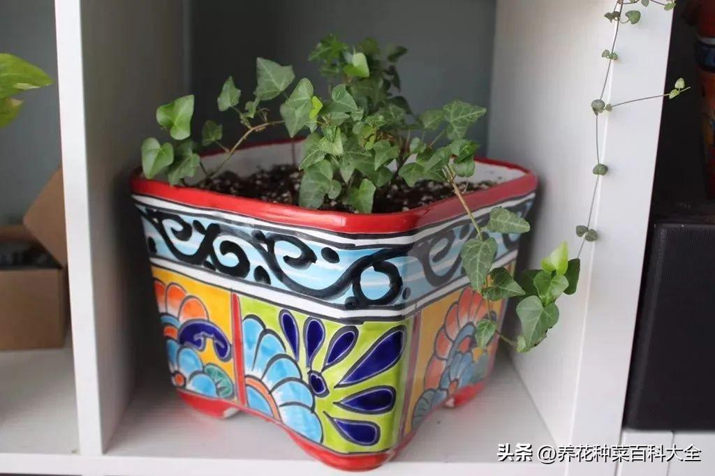 辦公室盆栽養什么綠植比較好_辦公室盆栽綠植_辦公室最好養的盆栽植物