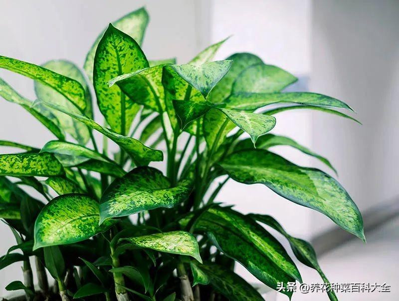 辦公室盆栽綠植_辦公室最好養的盆栽植物_辦公室盆栽養什么綠植比較好