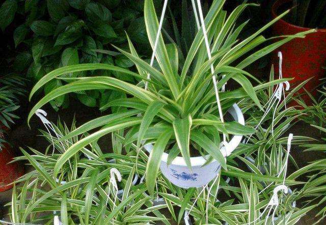 臥室床頭能放綠蘿嗎_臥室床頭可以放綠植嗎_臥室床頭能放植物嗎