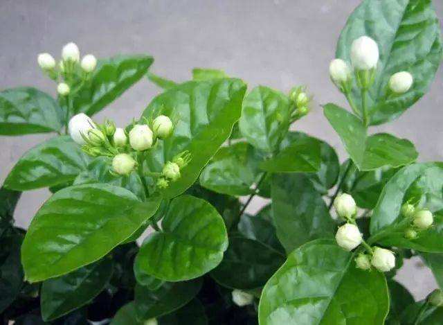 臥室床頭能放植物嗎_臥室床頭能放綠蘿嗎_臥室床頭可以放綠植嗎