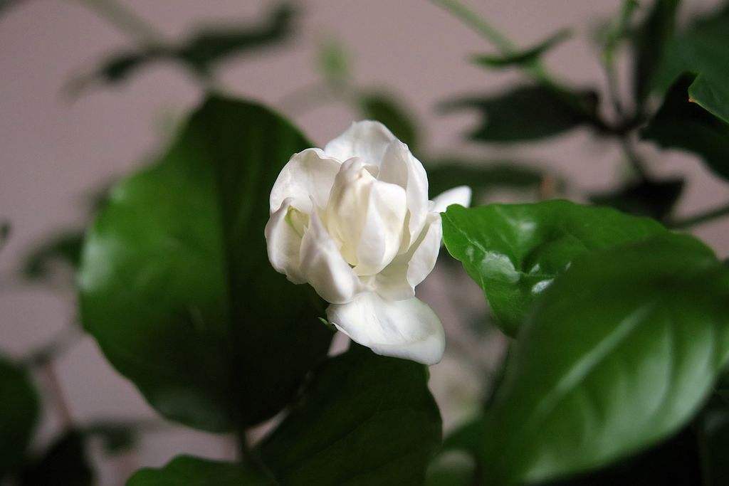 臥室床頭能放植物嗎_臥室床頭可以放綠植嗎_臥室床頭能放綠蘿嗎