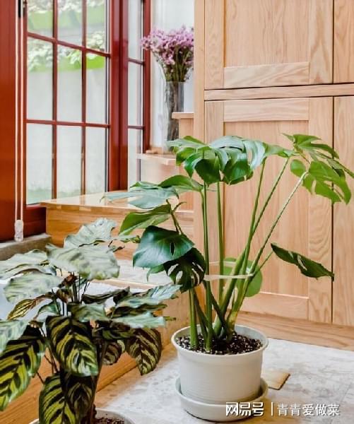 合適室內養花有哪些_室內養什么花合適_合適室內養花的植物
