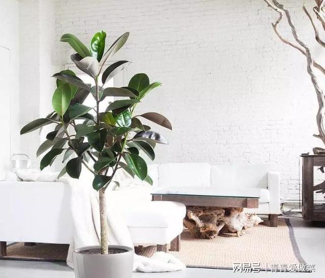 合適室內養花的植物_合適室內養花有哪些_室內養什么花合適