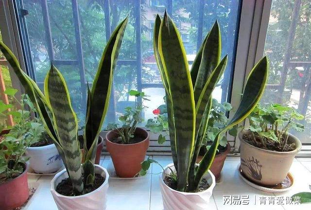 合適室內養花的植物_合適室內養花有哪些_室內養什么花合適