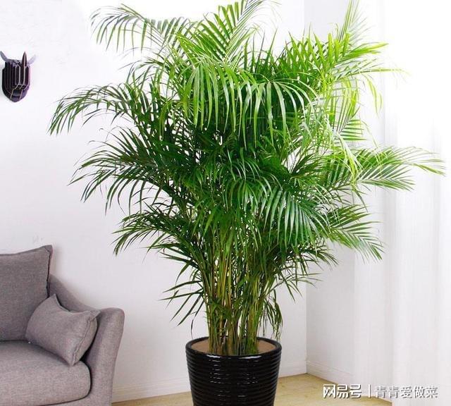 室內養什么花合適_合適室內養花的植物_合適室內養花有哪些