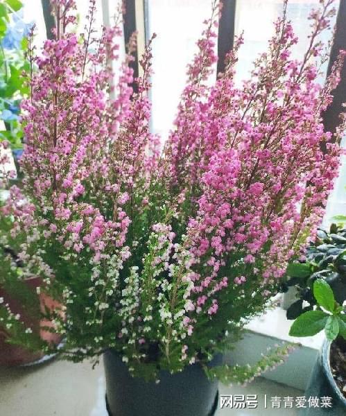 室內養什么花合適_合適室內養花有哪些_合適室內養花的植物