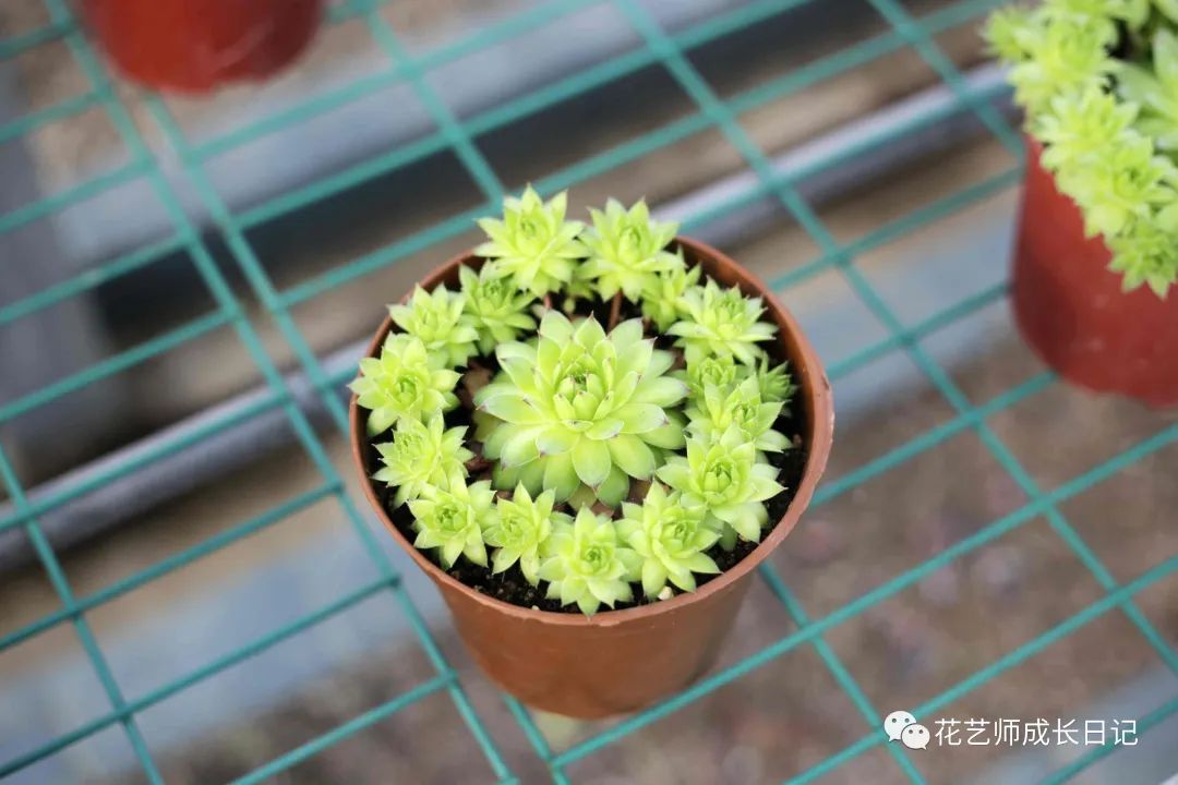 多肉剪下來的花劍怎么繁殖_多肉剪花劍是從根剪嗎_多肉花劍剪了又長