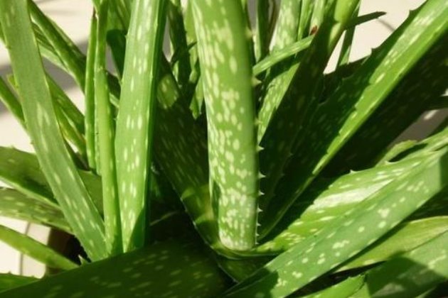 北方室外過冬花卉_冬天北方室外養的花卉_花卉室外北方冬養天天澆水嗎