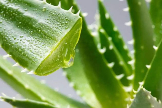 花卉室外北方冬養天天澆水嗎_冬天北方室外養的花卉_北方室外過冬花卉