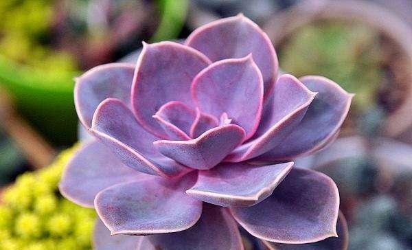紫水晶多肉_水晶多肉植物_紫水晶多肉植物