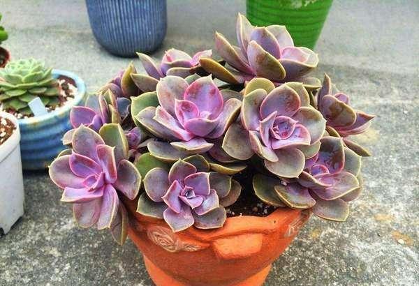 水晶多肉植物_紫水晶多肉_紫水晶多肉植物